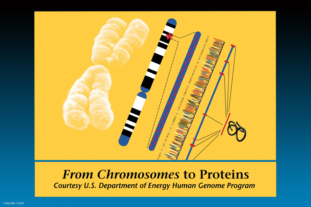 From Chromosomes to Proteins