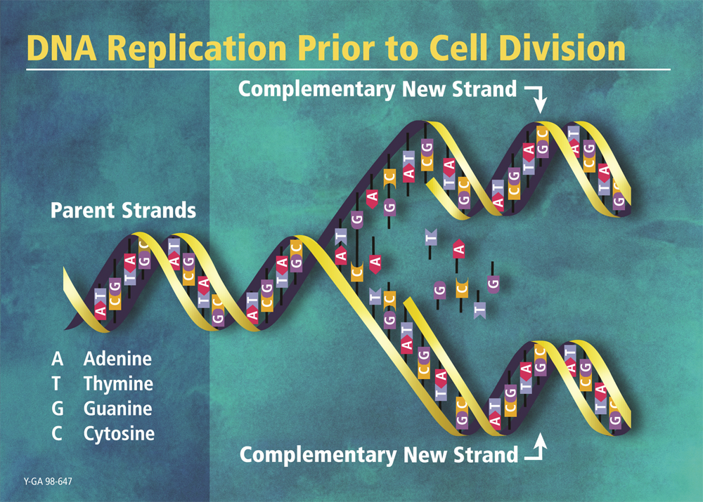 DNA Replication Prior to Cell Division