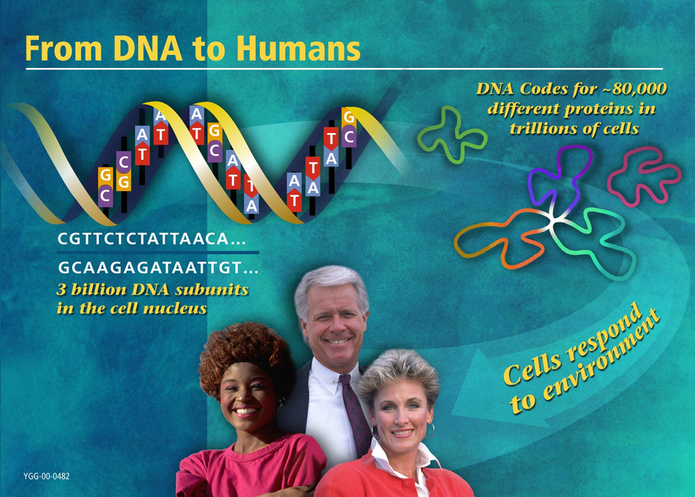From DNA to Humans