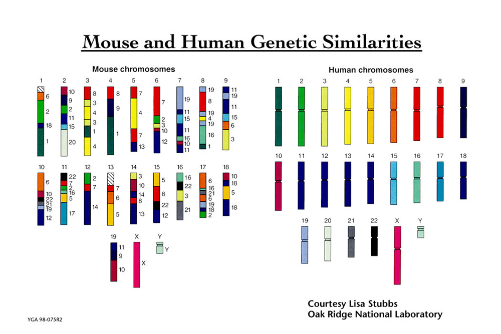 Mouse and Human Genetic Similarities