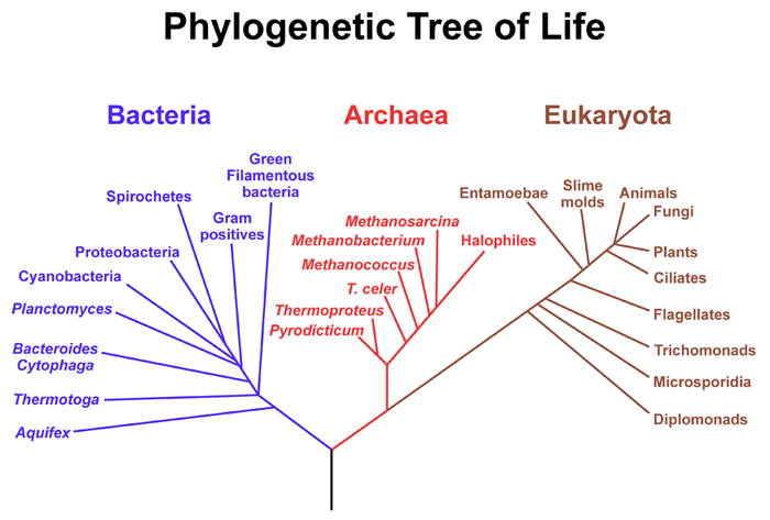 taxonomic tree with 3 domains