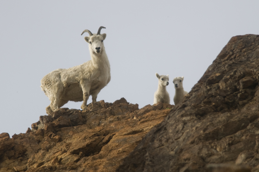 Dall sheep, an iconic species in Denali National Park