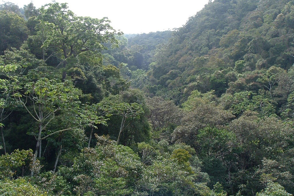 forest habitat (Photo Credit: Fundacion Natura Bolivia 02-8-BO-2274)