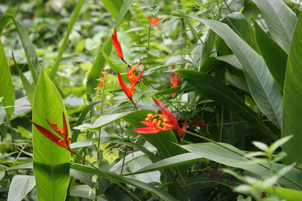 El Yunque National Rain Forest, Puerto Rico (Photo Credit: Roy Hewitt, U.S. Fish and Wildlife Service Southeast Region)