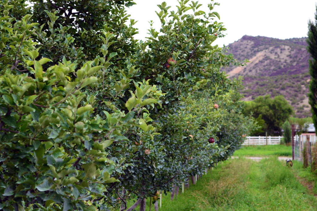 Fruit trees (Photo Credit: U.S. Department of Agriculture)