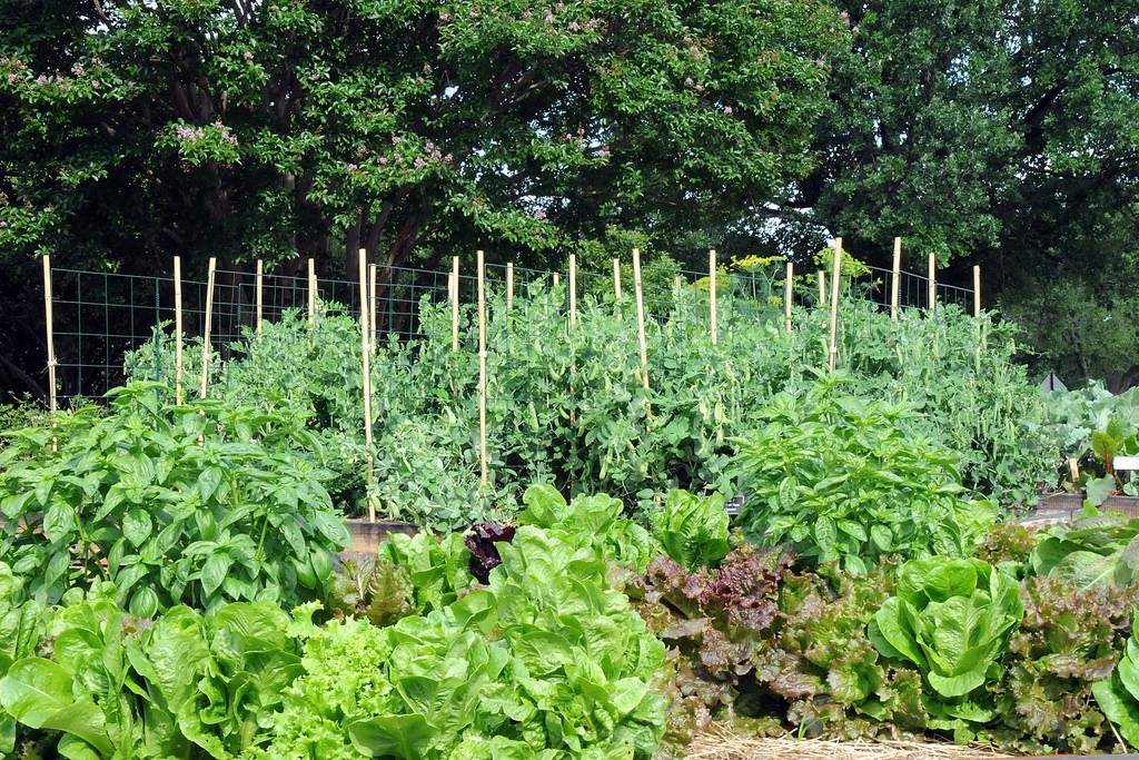 Department of Agriculture People's Garden in Washington, DC (Photo Credit: U.S. Department of Agriculture