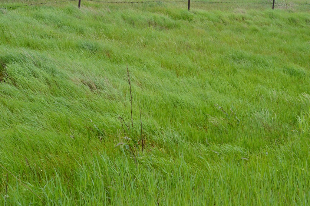 Greenery at Lake Ilo National Wildlife Refuge in North Dakota (Photo Credit: U.S. Fish and Wildlife Service)