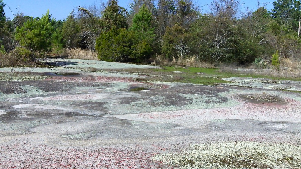 mosses and flowers covering the granite Green County, Georgia (Photo Credit: Clare Callahan, U.S. Fish and Wildlife Service Southeast Region)