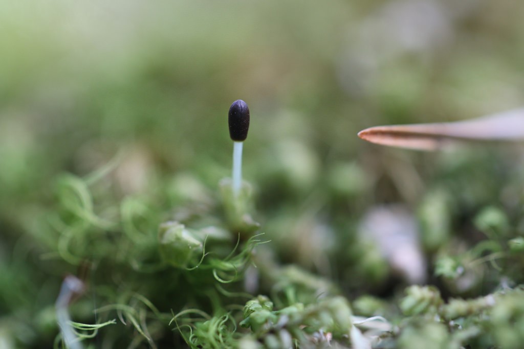 tree-ruffle liverwort (Photo Credit:  Peter Pearsall, U.S. Fish and Wildlife Service)