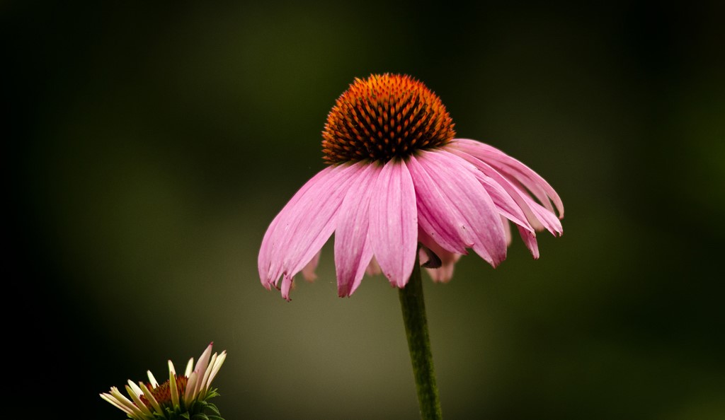 flower (Photo Credit: Lance Cheung, U.S. Department of Agriculture)