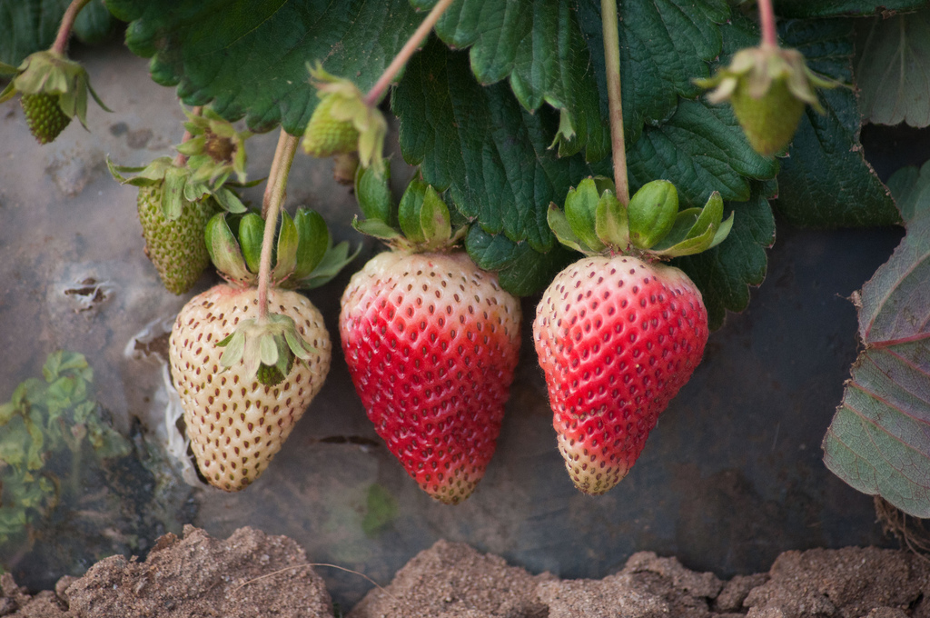 strawberry (Photo Credit: Lance Cheung, U.S. Department of Agriculture)