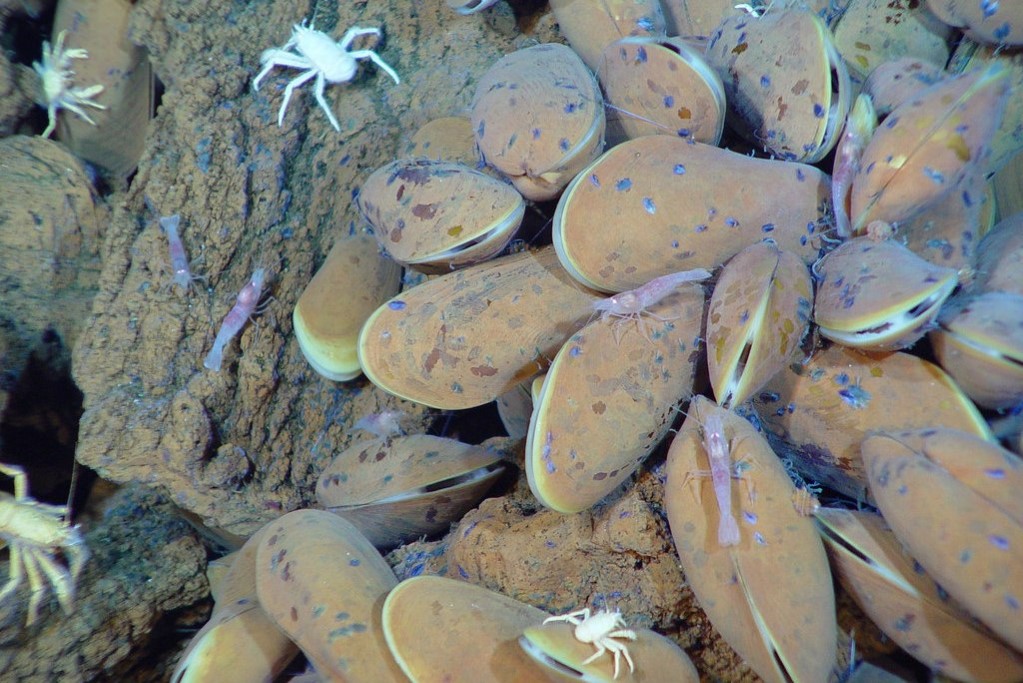 mussels (Photo Credit: Pacific Ring of Fire 2004 Expedition. NOAA Office of Ocean Exploration; Dr. Bob Embley, NOAA PMEL, Chief Scientist)