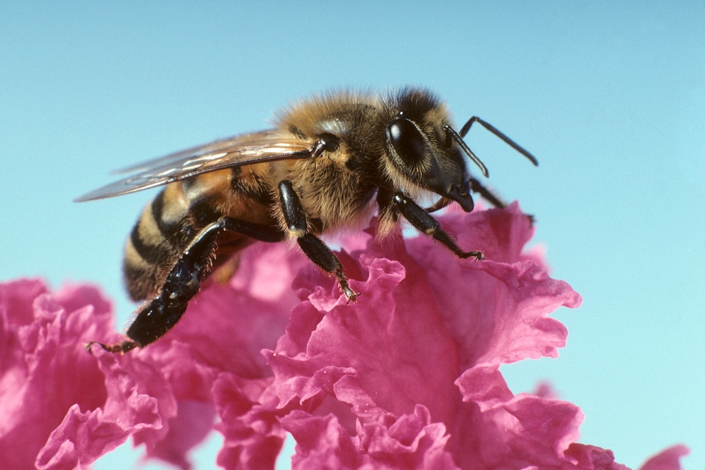 bee on pink flower (Photo Credit: U.S. Department of Agriculture)