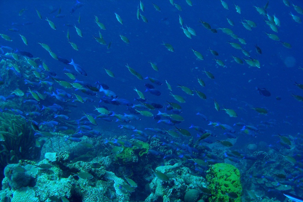 fishes (Photo Credit: Bonaire 2008 - Exploring Coral Reef Sustainability with New Technologies.; NOAA/OAR/OER)