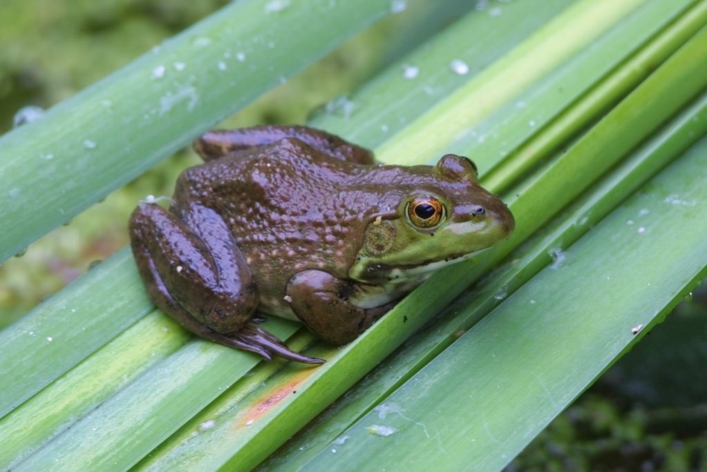 bull frog (Photo Credit: Bill Buchanan, U.S. Fish and Wildlife Service Northeast Region)