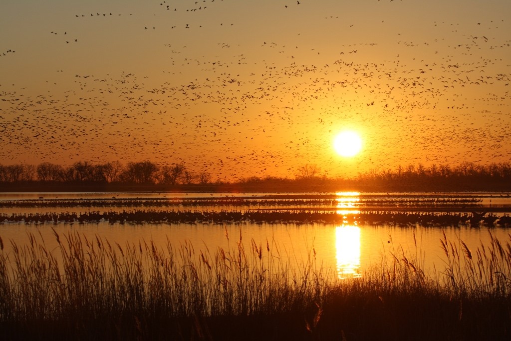 waterfowl at Quivira National Wildlife Refuge (Photo Credit: Dan Severson, U.S. Fish and Wildlife Service)