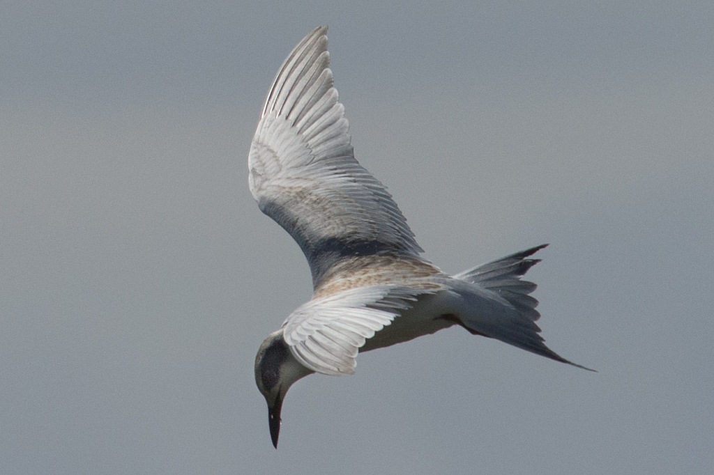 tern diving (Photo Credit: Barry Newberger, U.S. Fish and Wildlife Service)