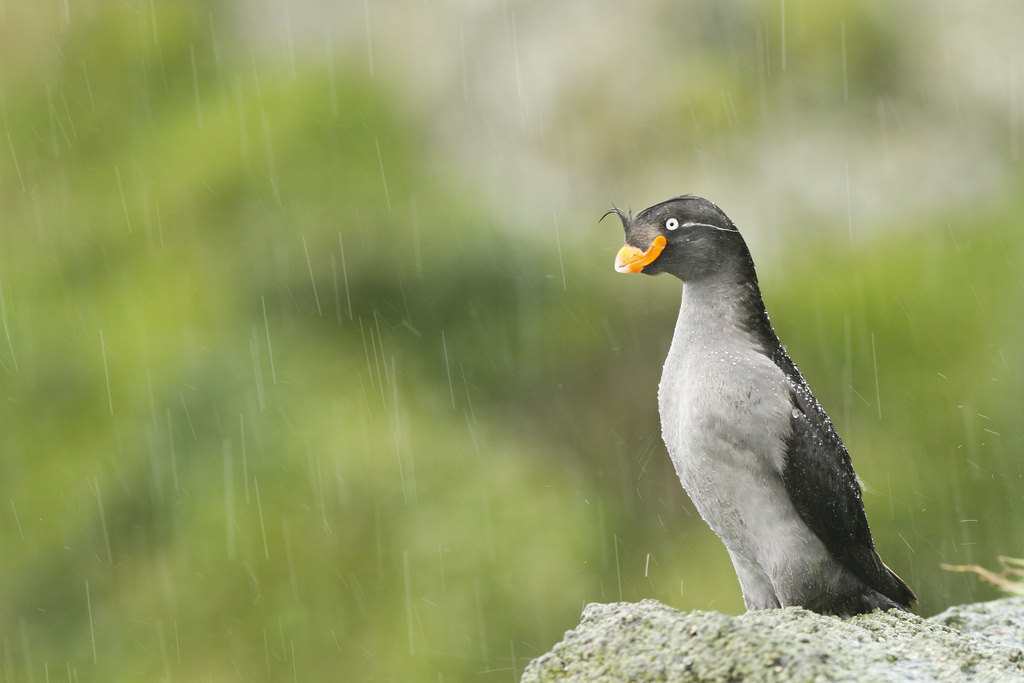 Crested Auklet seabird in the rain (Photo Credit: R. Dugan, U.S. Fish and Wildlife Service)