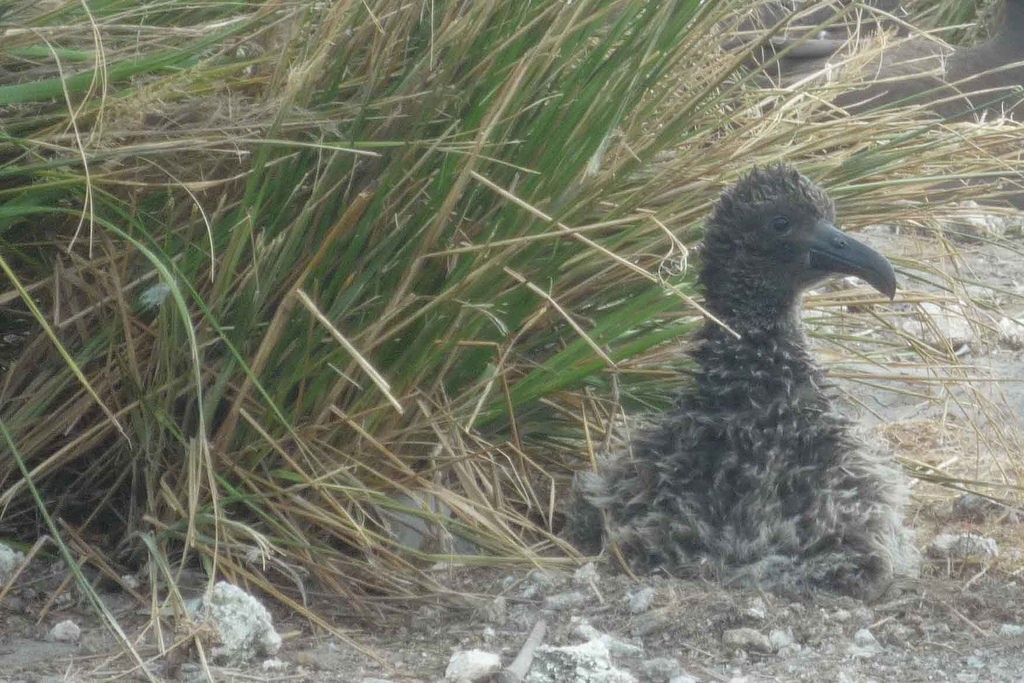 short-tailed albatross chick survives major storm (Photo Credit: J. Klavitter, U.S. Fish and Wildlife Service)