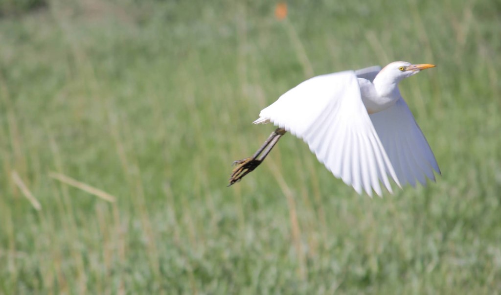 cattle egret (Photo Credit: Krista Lundgren, U.S. Fish and Wildlife Service)