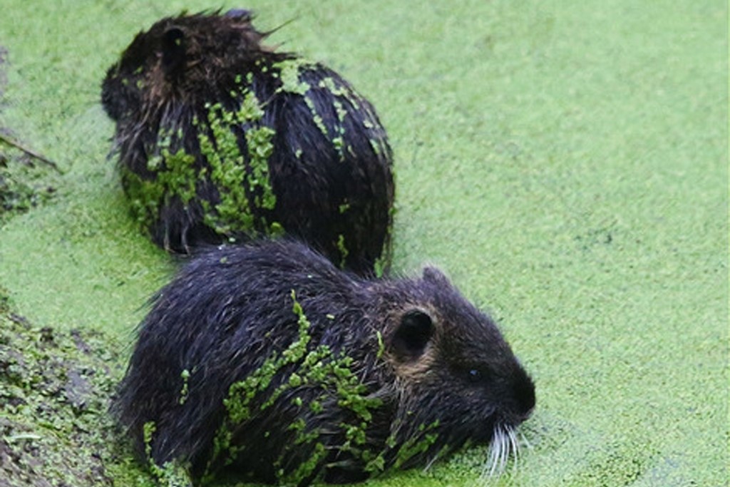 river rat (Photo Credit: Peter Pearsall, U.S. Fish and Wildlife Service)