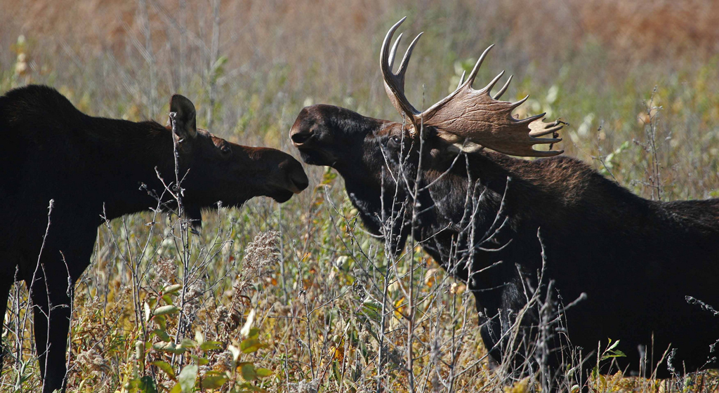 moose (Photo Credit: U.S. Fish and Wildlife Service)