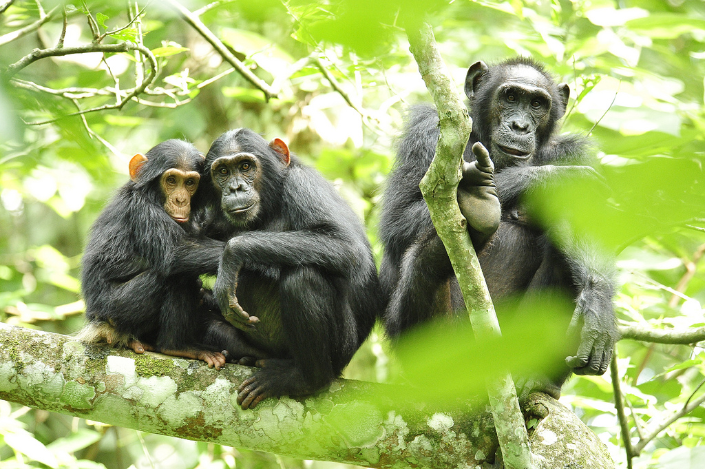 chimpanzees (Photo Credit: Julie Larsen Maher, USAID and the Wildlife Conservation Society)