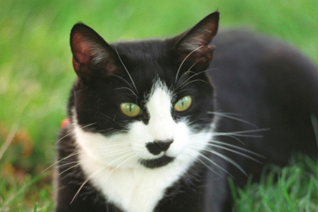 cat (Photo Credit: President Clinton, 1993-2001, White House Photograph Office)