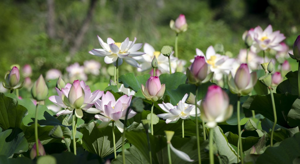 Lotus flower (Photo Credit:  Tim Brown, U.S. Department of State)