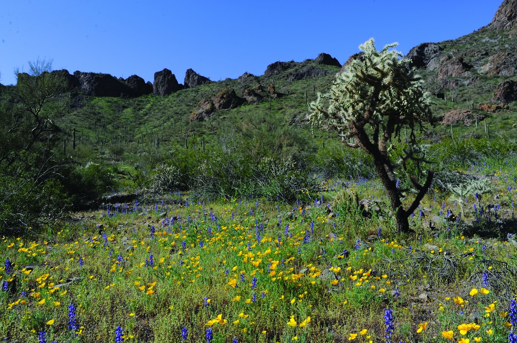 flowers (Photo Credit: George Gentry, U.S. Fish and Wildlife Service)