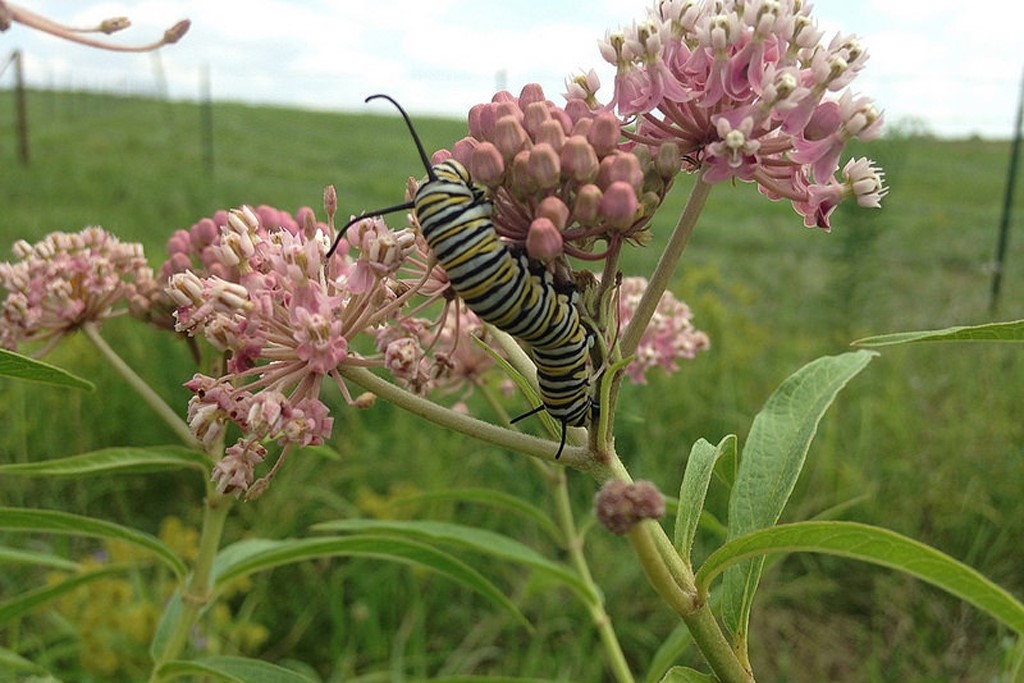 Monarch caterpillar (Photo Credit: Michelle Woodson, U.S. Fish and Wildlife Service Midwest Region)