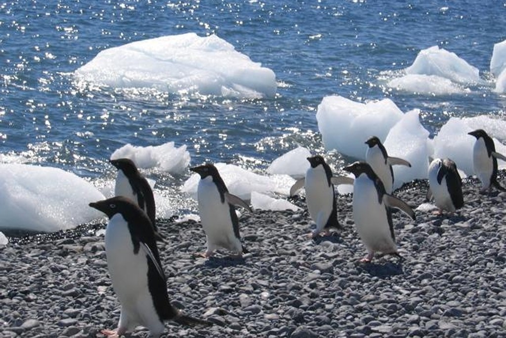 ANTARCTICA: Adelie penguins on the march at Brown Bluff at the end of the Tabarin Peninsula (Photo Credit: Central Intelligence Agency (CIA) - The World Factbook)