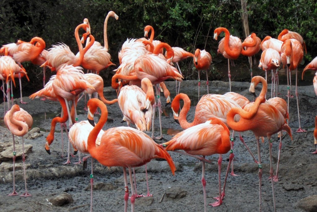 BERMUDA: Flamingos at the Bermuda Zoo (Photo Credit: Central Intelligence Agency (CIA) - The World Factbook)