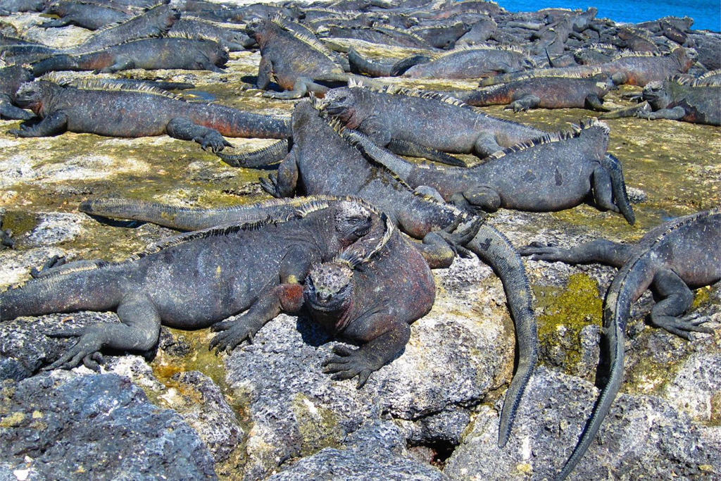 ECUADOR: Marine Iguanas are unique to the Galapagos archipelago, where they inhabit almost all of the islands; the largest colonies may be found in Punta Espinosa on Fernandina Island (Photo Credit: Central Intelligence Agency (CIA) - The World Factbook)