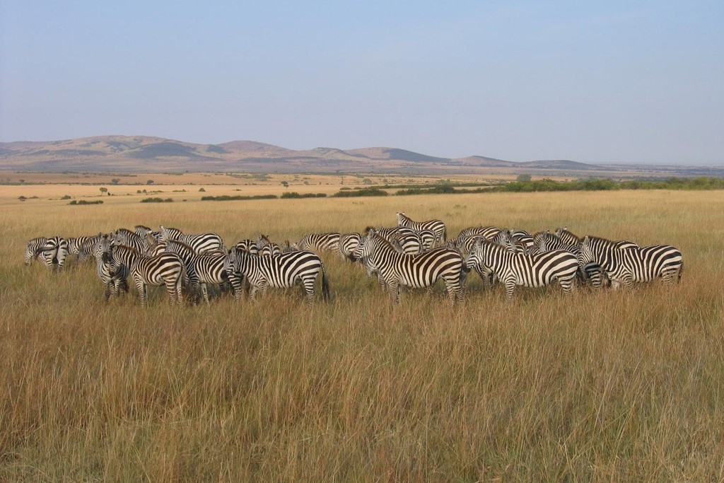 KENYA: Zebra Herd in Masai Mara National Reserve (Photo Credit: Central Intelligence Agency (CIA) - The World Factbook)