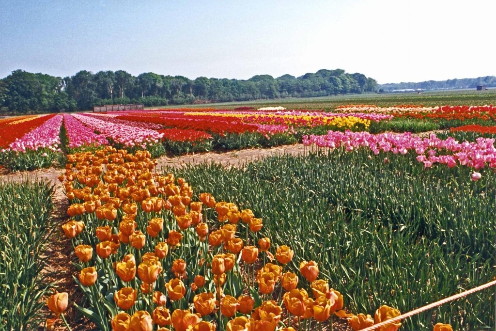 NETHERLANDS: Tulip fields (Photo Credit: Central Intelligence Agency (CIA) - The World Factbook)