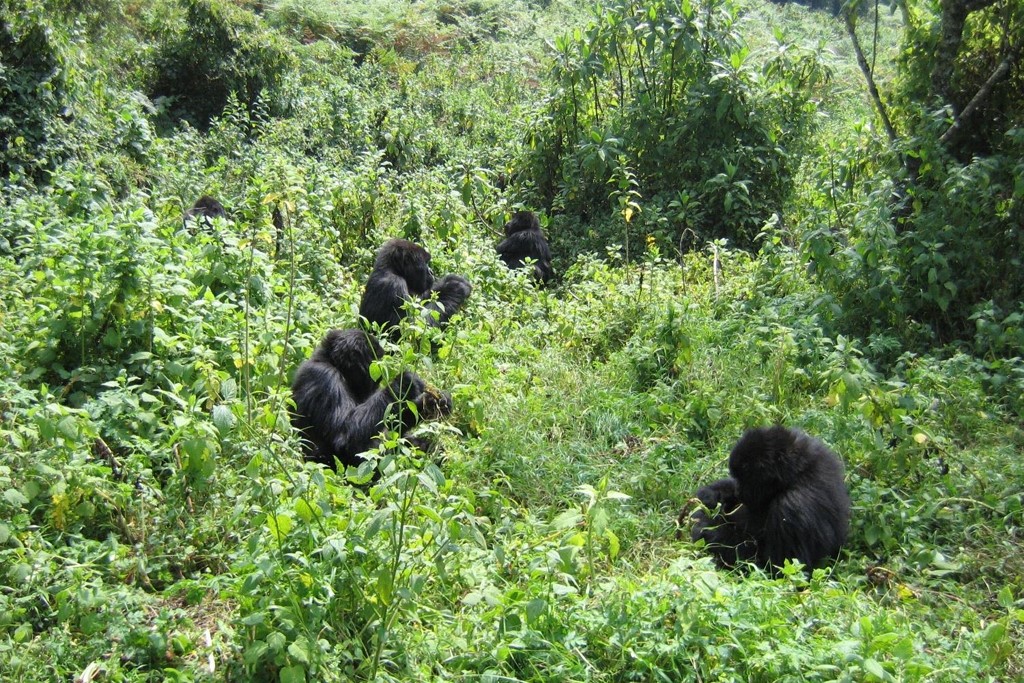 RWANDA: Group of Mountain Gorillas, Volcanoes National Park (Photo Credit: Central Intelligence Agency (CIA) - The World Factbook)