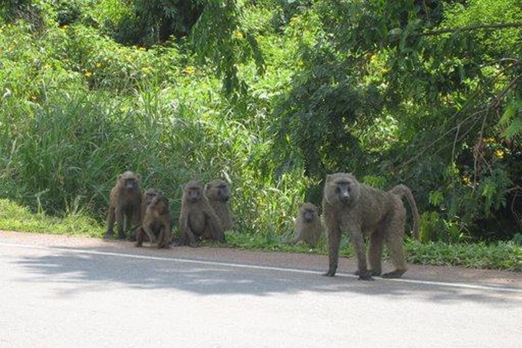 UGANDA: A family of wild baboons sitting along the road from Mbale to Kampala (Photo Credit: Central Intelligence Agency (CIA) - The World Factbook)