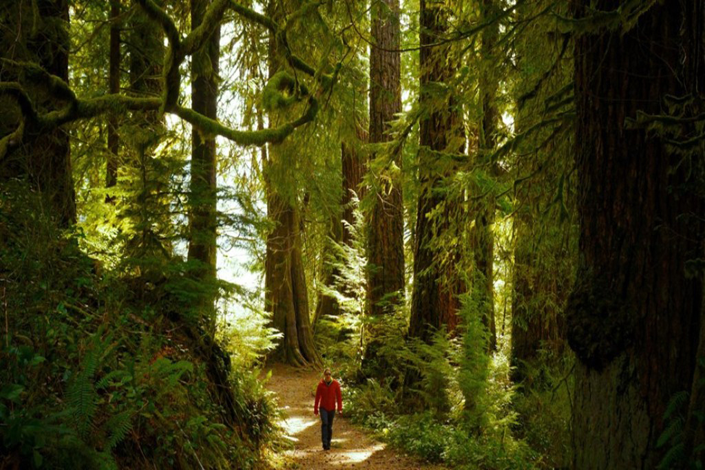 32 of 50 - Olympic National Park (Port Angeles, WASHINGTON 98362) Photo Credit: National Park Service, United States Department of the Interior.