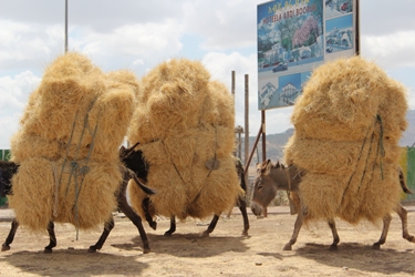 Straw-laden donkeys on a main road leading into Addis … | metaphor for Democratic Party
